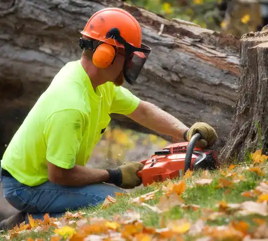 tree services Suttons Bay